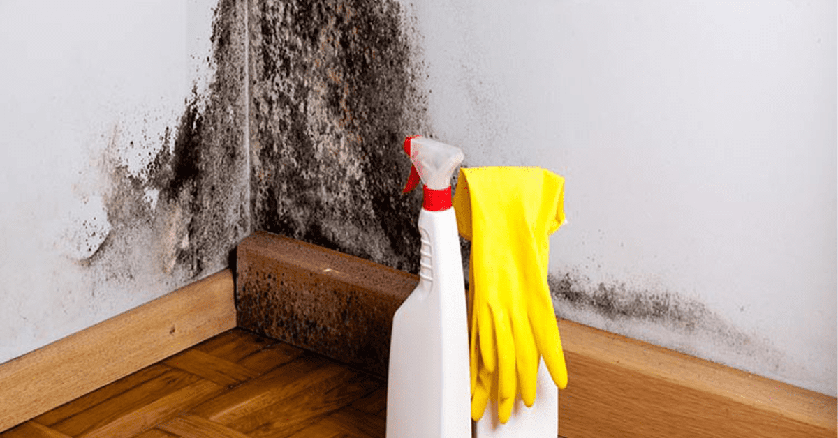 Conseils pour nettoyer un mur de la moisissure