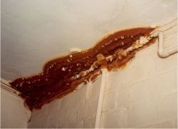 Champignon brun rouillé de plusieurs mètres sur la cloison entre le mur et le plafond.